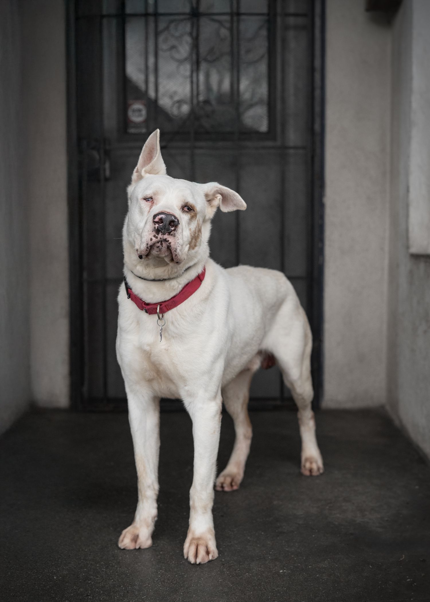 A white bully mix looks fierce while posing in front of a metal door.