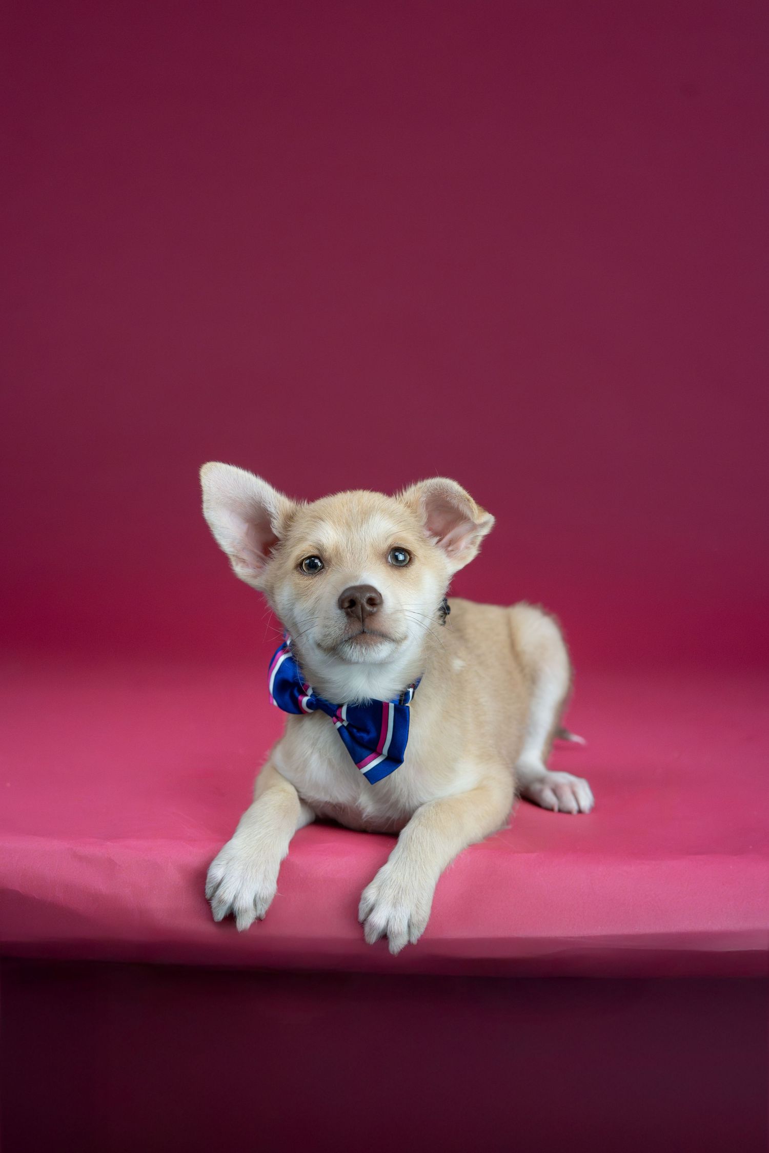 an adoptable dog at berkeley humane for her photoshoot with Feral and Fab Photography