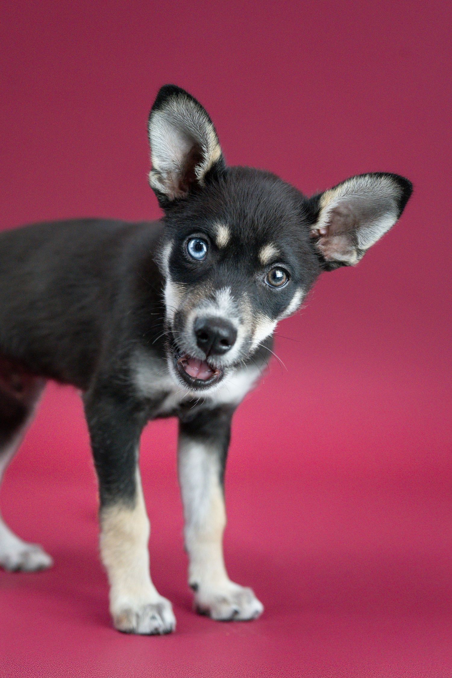 an adoptable puppy at berkeley humane for her photoshoot with Feral and Fab Photography