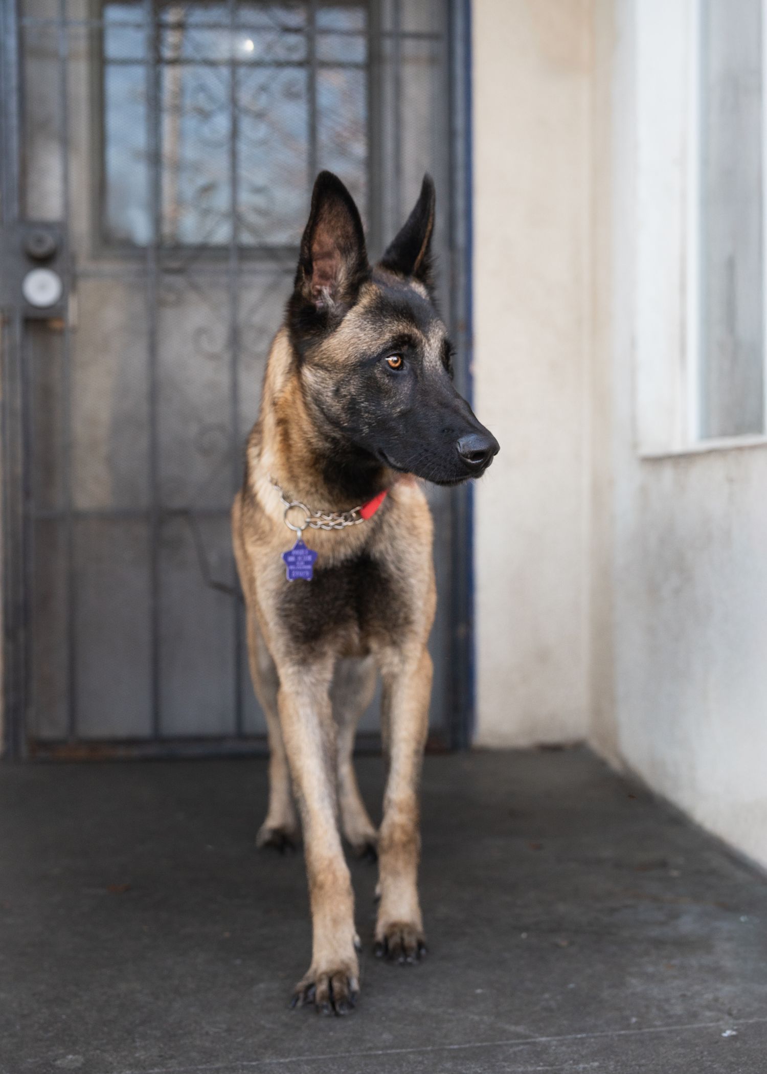 an adoptable pet at rocket dog rescue for his photoshoot with Feral and Fab Photography