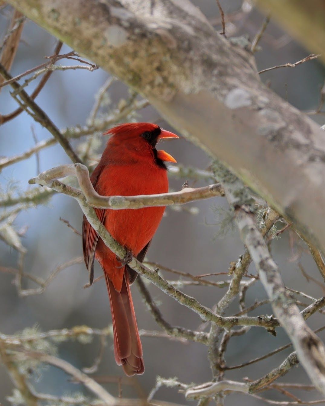 Vibrant red male cardinal singing in Pensacola, FL—upclose candid nature photo by Photography by Rachel.