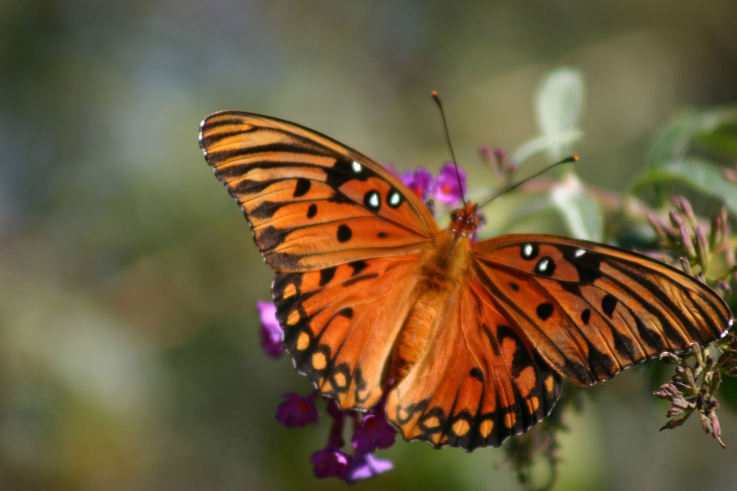 Gulf Fritillary butterfly near Santa Rosa County—backlit in natural light, colorful, soft-focus, fine art nature photo Photography by Rachel