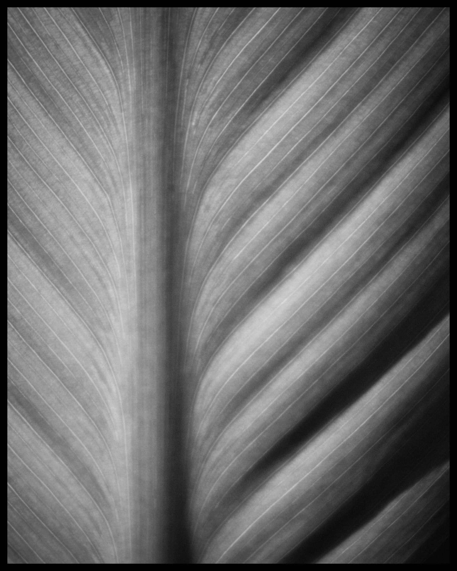 Black and white fine art photo of leaf textures with repeating lines and organic patterns—nature-inspired wall decor by Photography by Rache