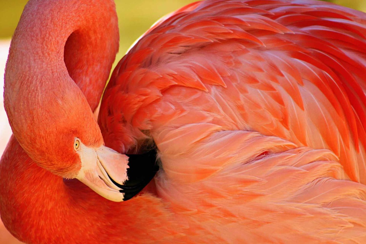Vibrant coral flamingo up close—highly detailed tropical bird portrait by Photography by Rachel, exotic and colorful.