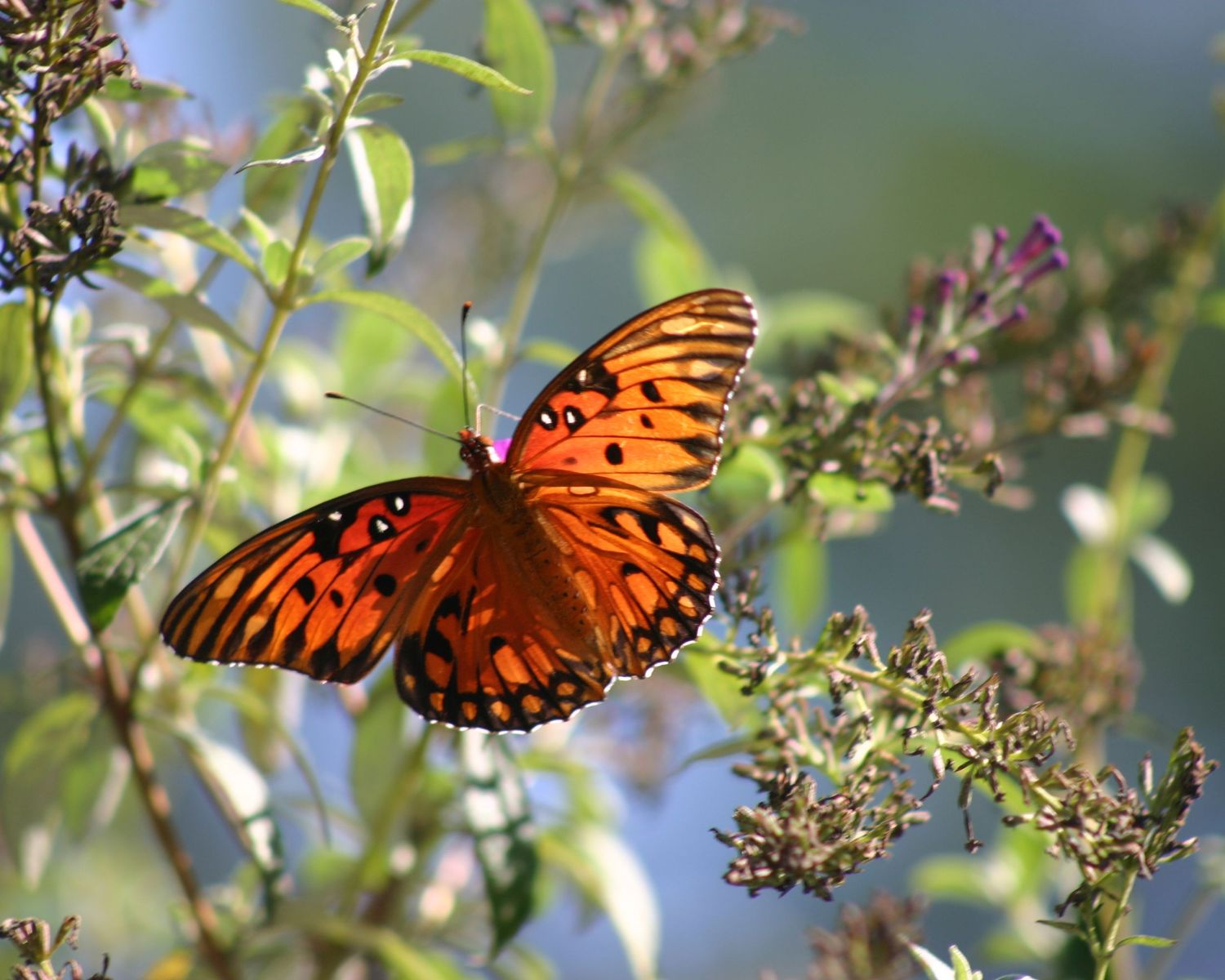 Gulf Fritillary butterfly near Santa Rosa County—backlit in natural light, colorful, soft-focus, fine art nature photo Photography by Rachel