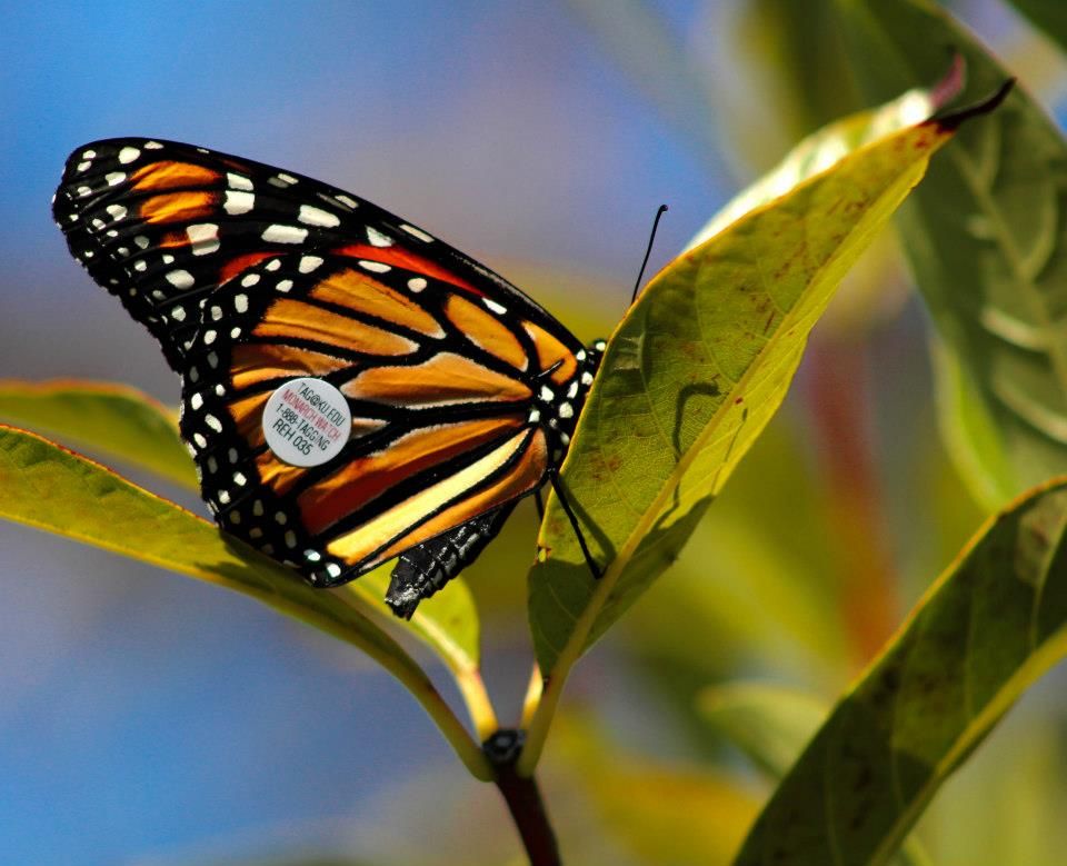 Monarch butterfly tagged at Navarre Butterfly House, FL, Photography by Rachel, tropical art