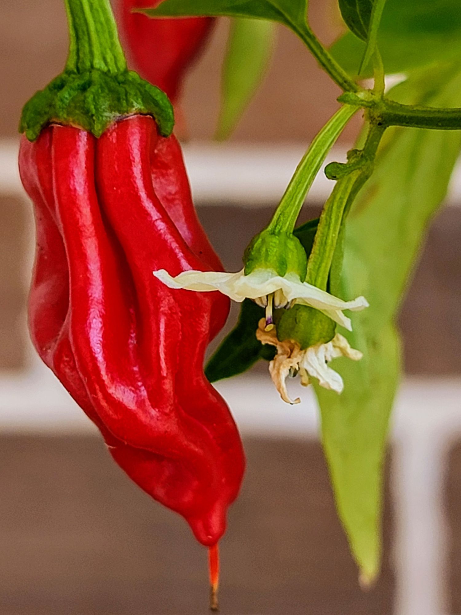 Red chili pepper and green pepper with white bloom—colorful close-up, home decor, Photography by Rachel.
