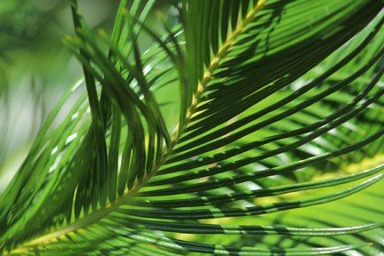 Swirly green palm frond close-up near Pensacola, FL—tropical, graphic nature art by Photography by Rachel.