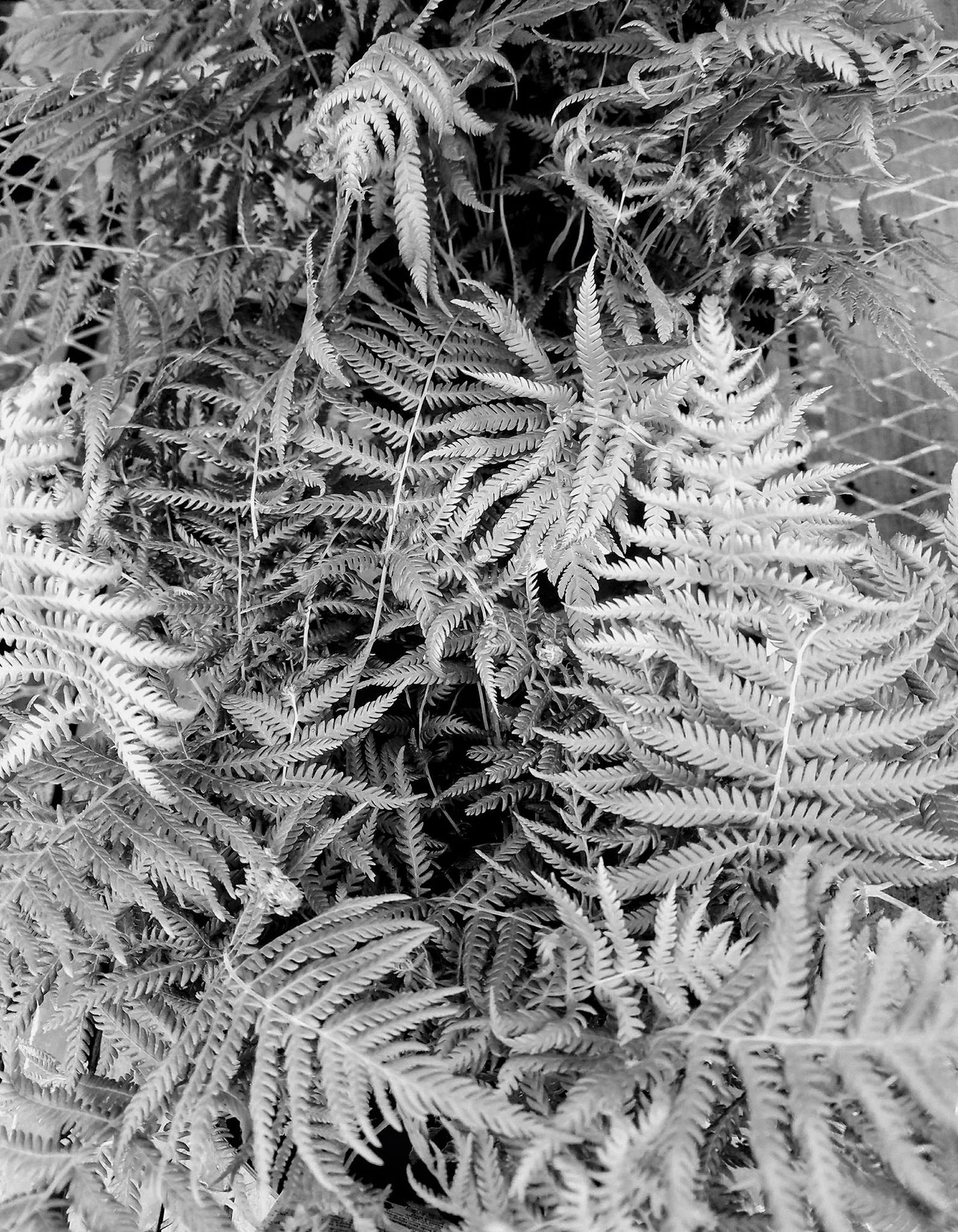 Black and white fine art photograph of delicate ferns with soft natural light—minimalist nature wall decor for modern or coastal homes.