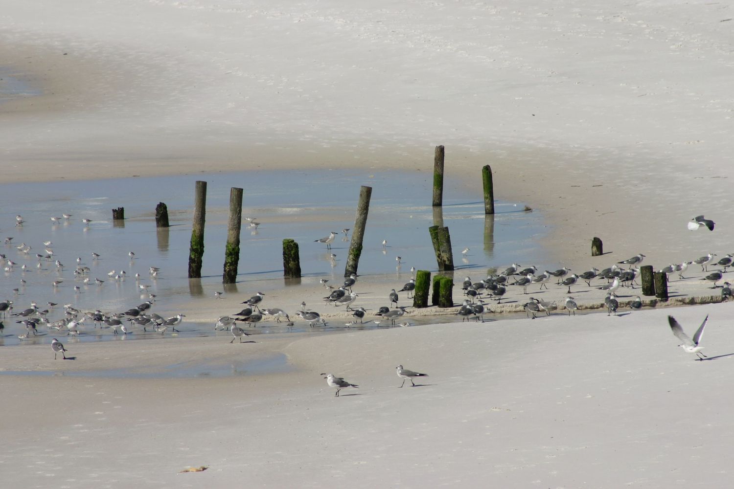Seagulls in the still, Destin Beach, Gulf of America, Photography by Rachel