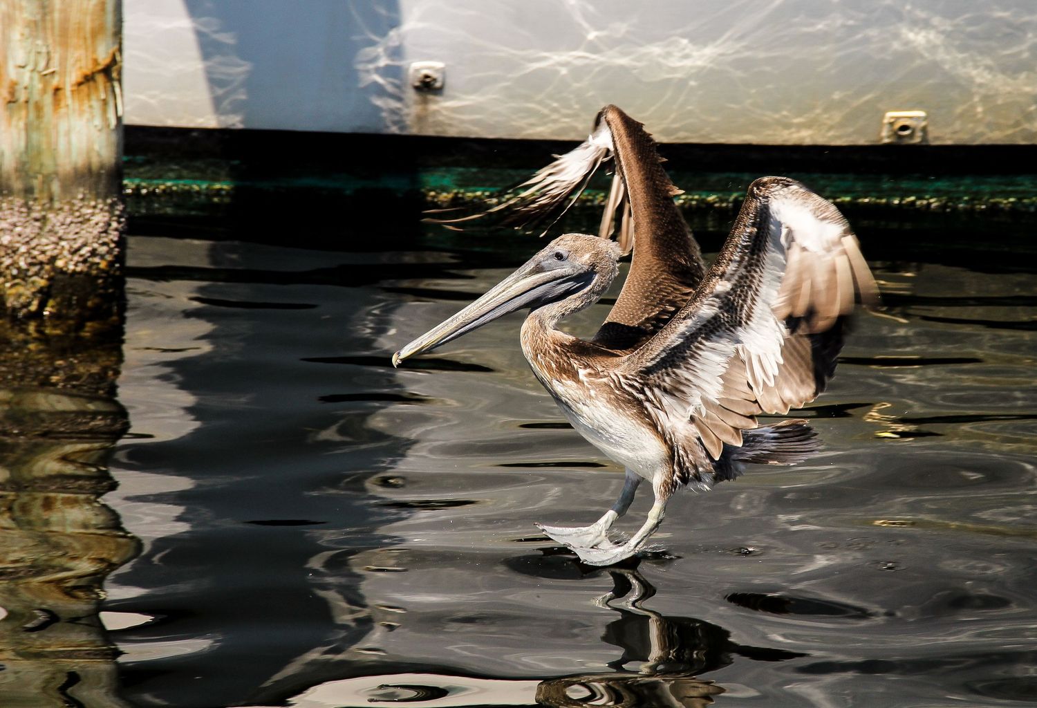 Candid pelican landing on the beach in Destin, FL—natural light and colors. Fine art nature photo by Photography by Rachel.
