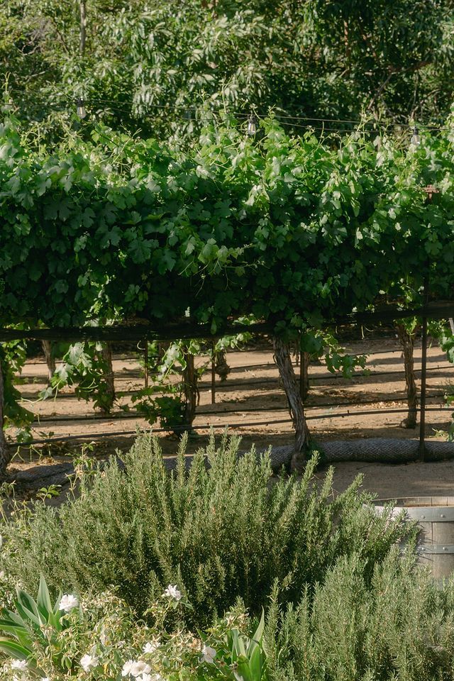 Lush vineyard rows with grapevines and herbs growing in garden setting.