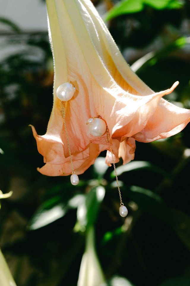 Close-up of delicate peach-colored trumpet flowers with dewdrops hanging from the petals.