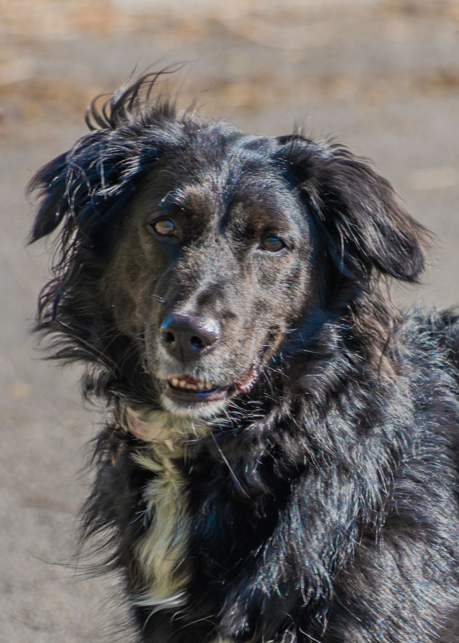 Close-up portrait of a black and white mixed breed dog with shaggy fur.