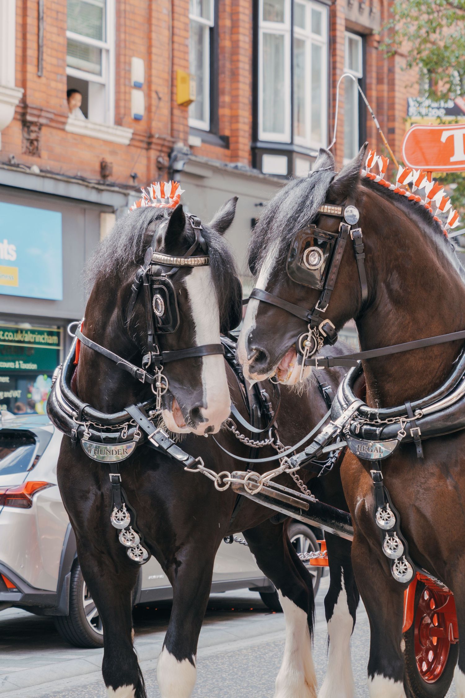 Two majestic carriage horses wearing ornate black and silver harnesses stand side by side on a city street.