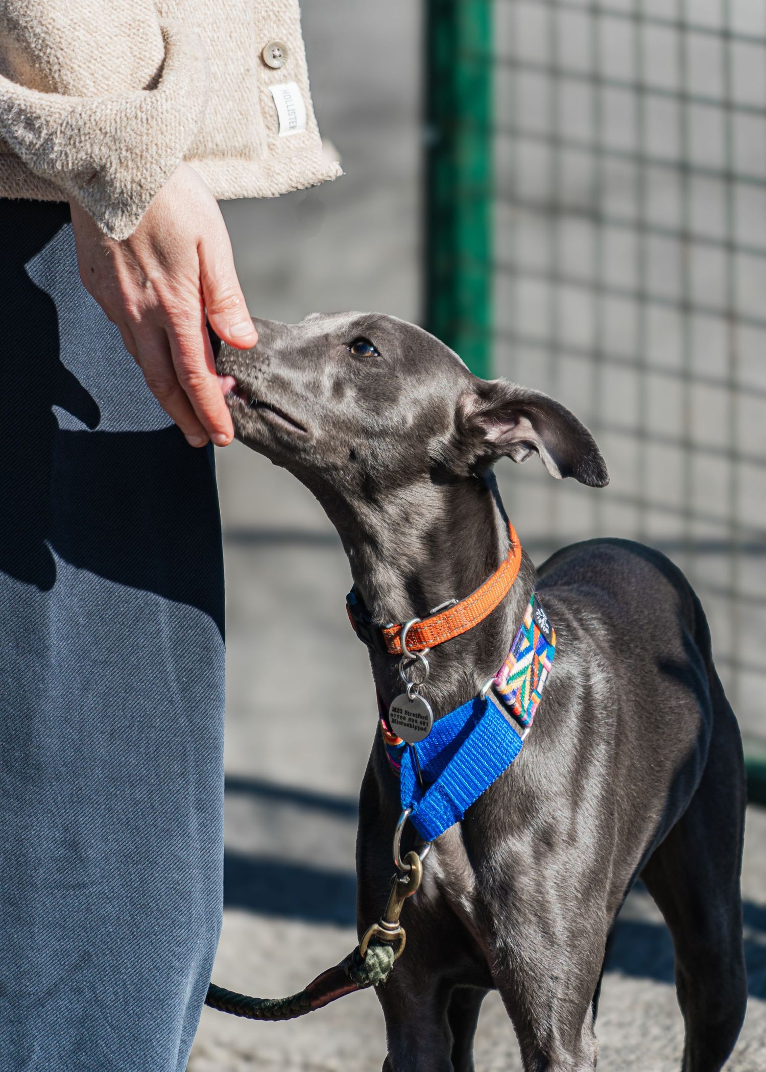 Black greyhound wearing orange collar and blue harness getting treats from trainer.