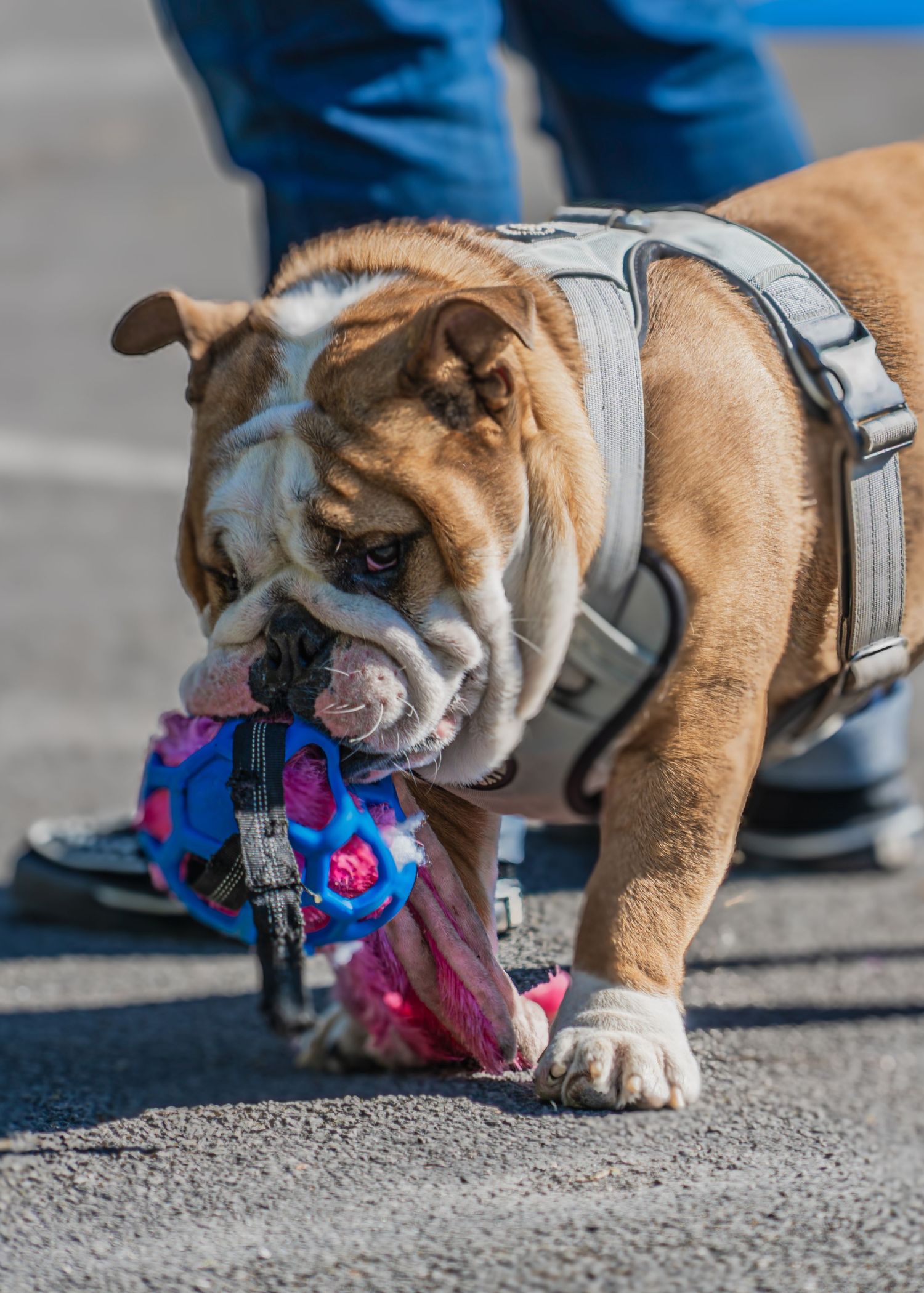 English bulldog in training harness playing with colorful rope toy.