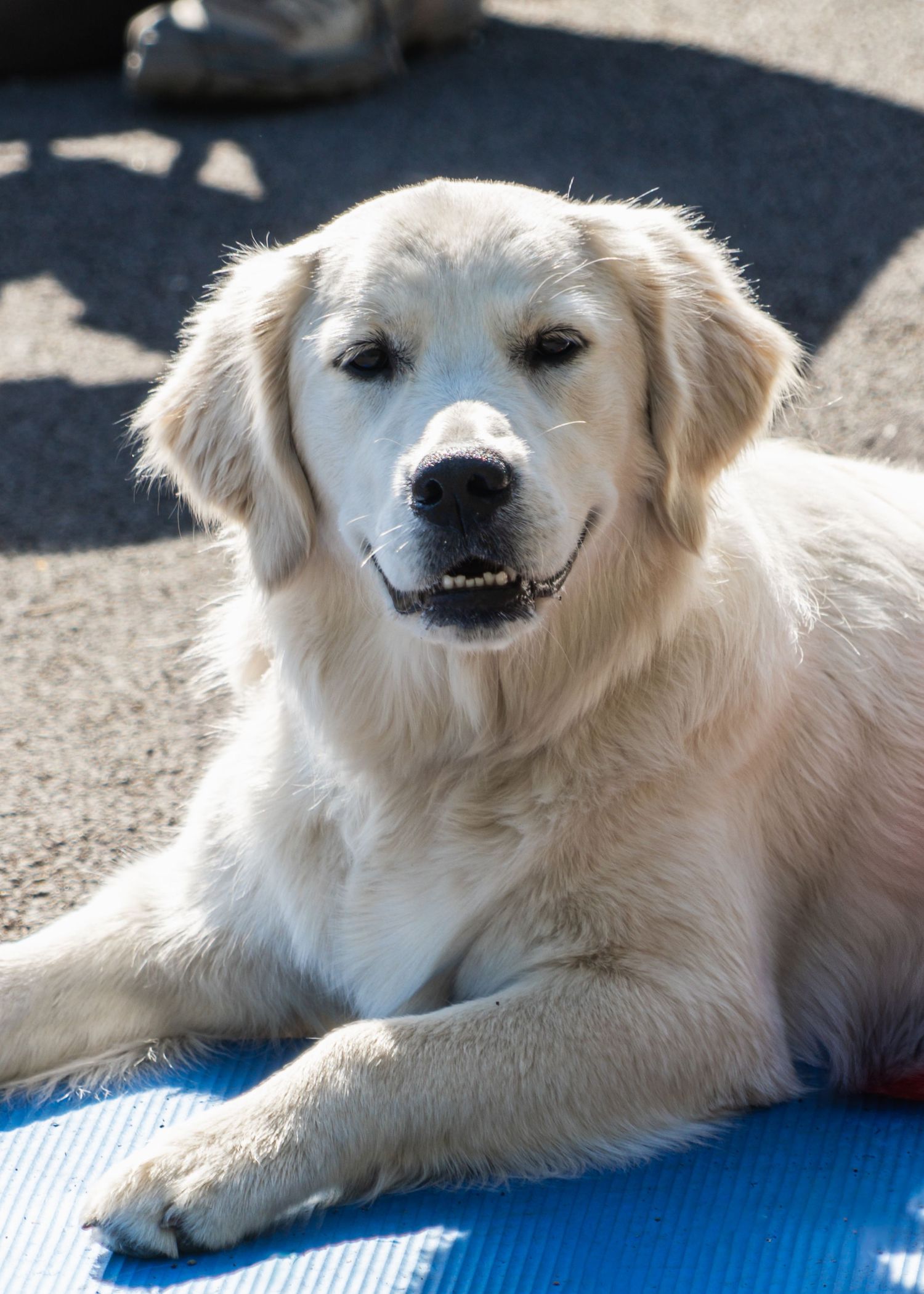 Golden retriever lying on blue exercise mat with happy expression.