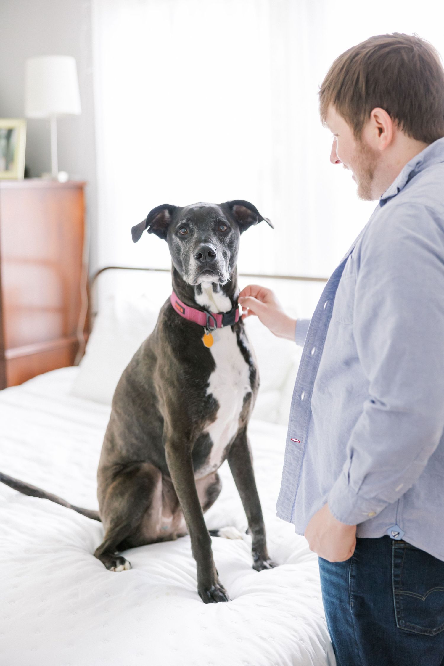 A black and white dog sitting attentively on a bed while being pet.
