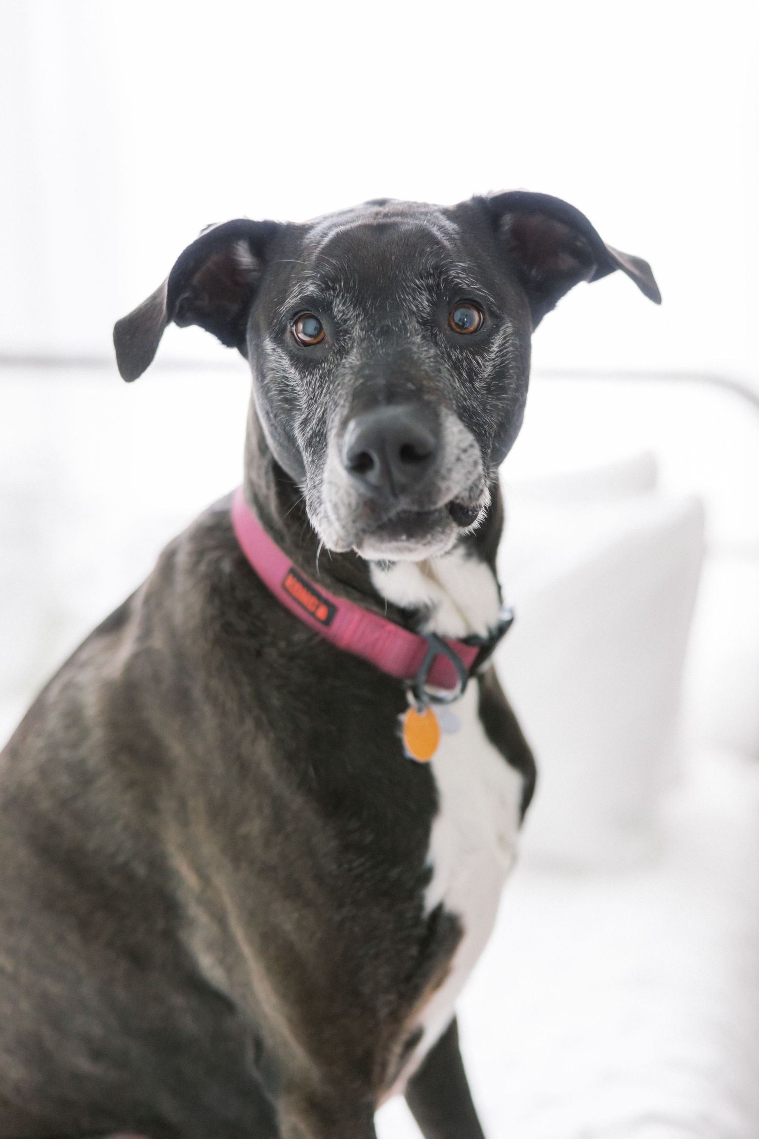 Close-up portrait of a black and white dog wearing a pink collar.