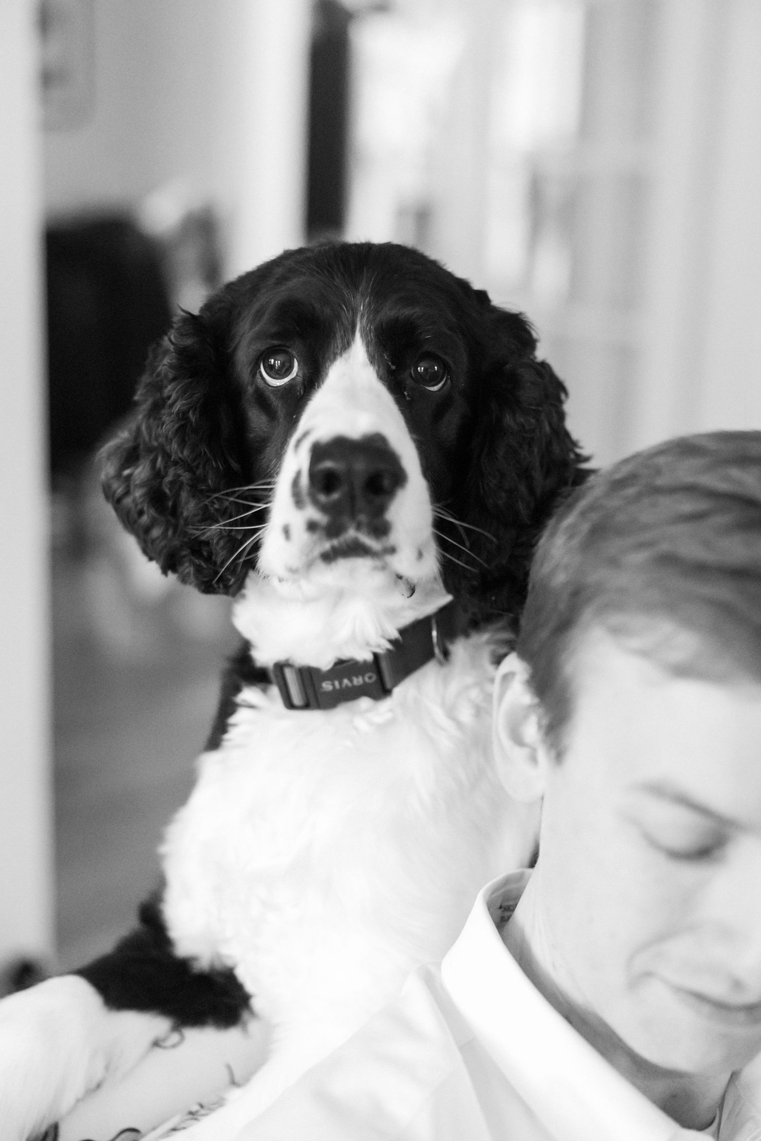 Black and white photo of a Springer Spaniel dog with distinctive facial markings.