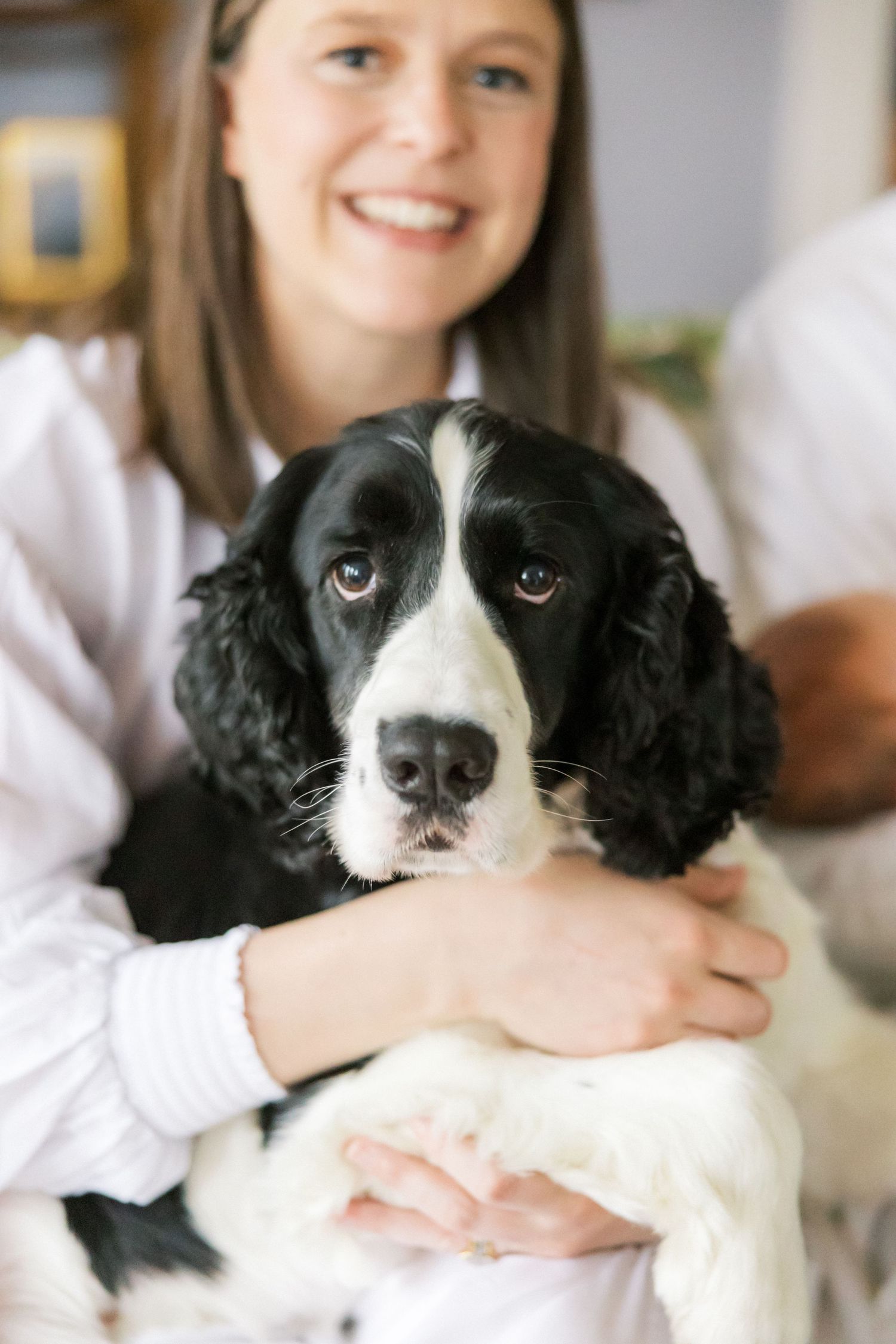 Close-up portrait of a black and white English Springer Spaniel dog with expressive eyes.
