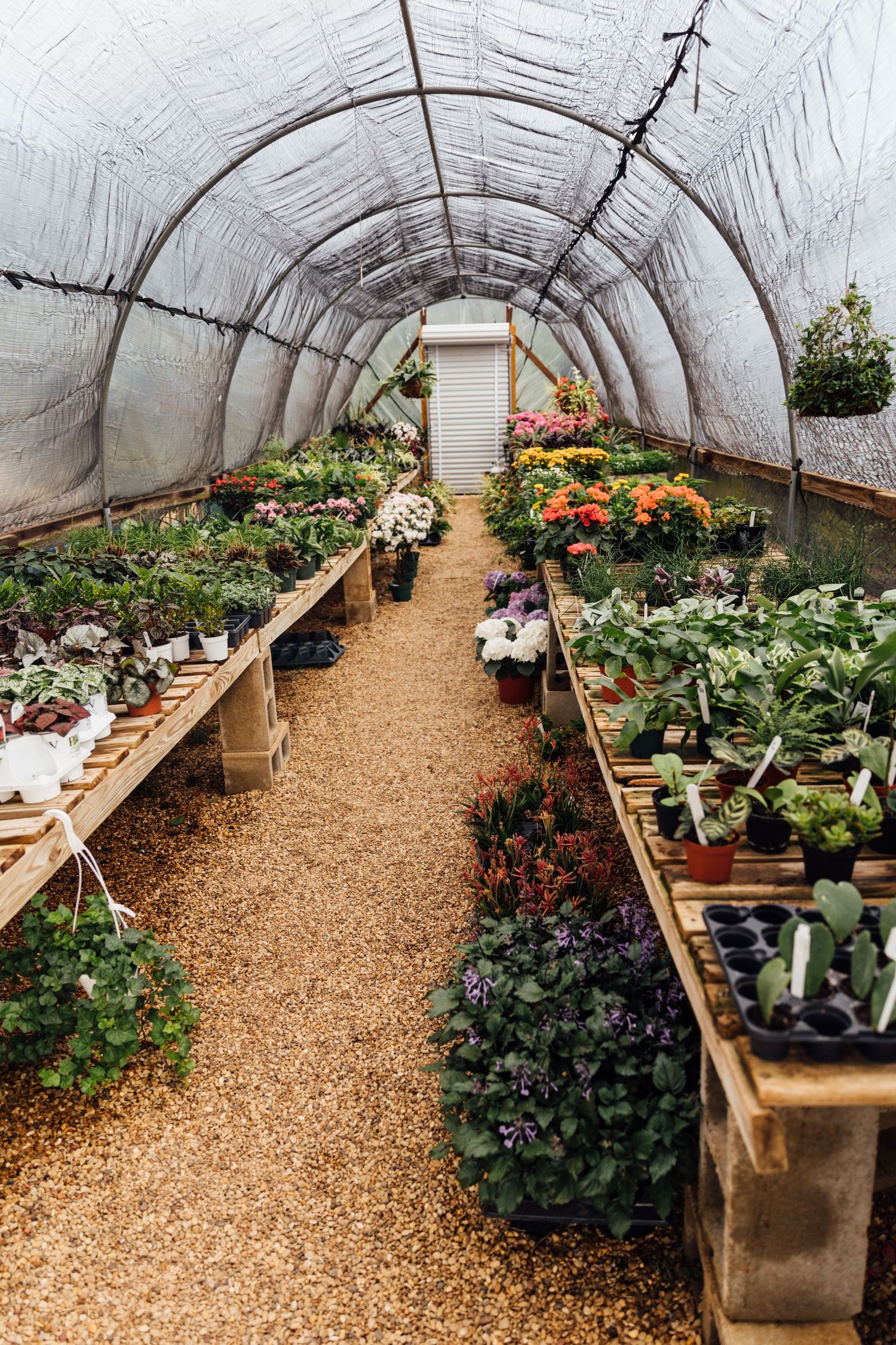 Interior view of a greenhouse tunnel with rows of potted plants and flowers on wooden benches along a gravel path.