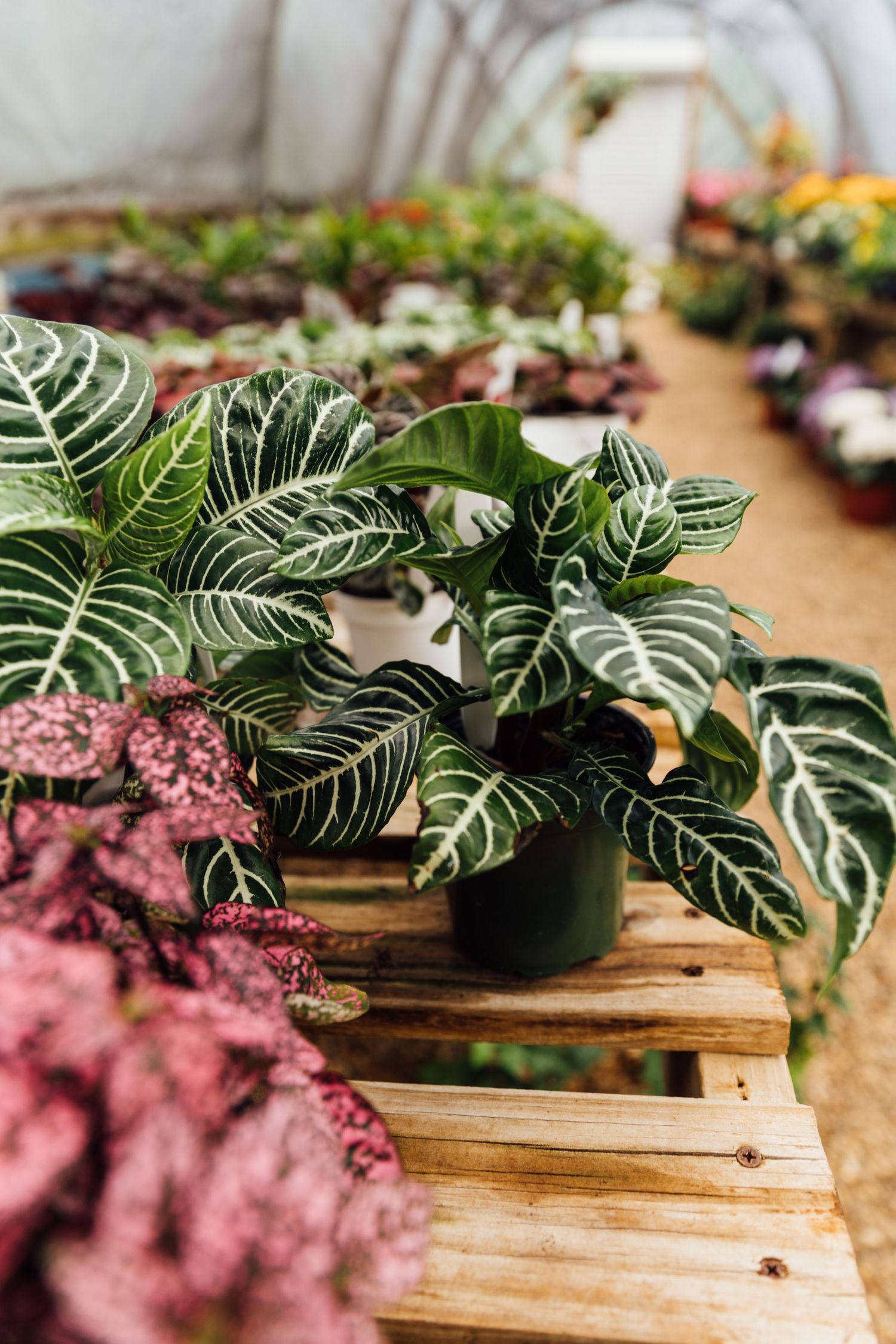 Decorative tropical plants with striped white and green leaves arranged on wooden platforms display a modern botanical design.