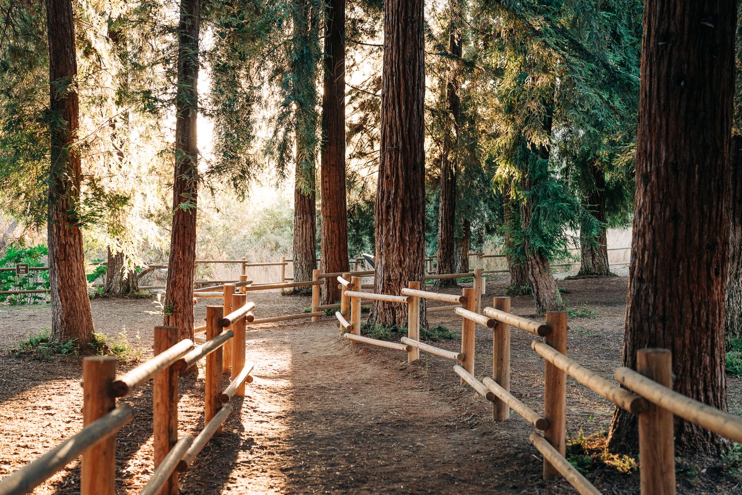 A winding dirt path with rustic wooden railings meanders through tall redwood trees in a peaceful forest setting.