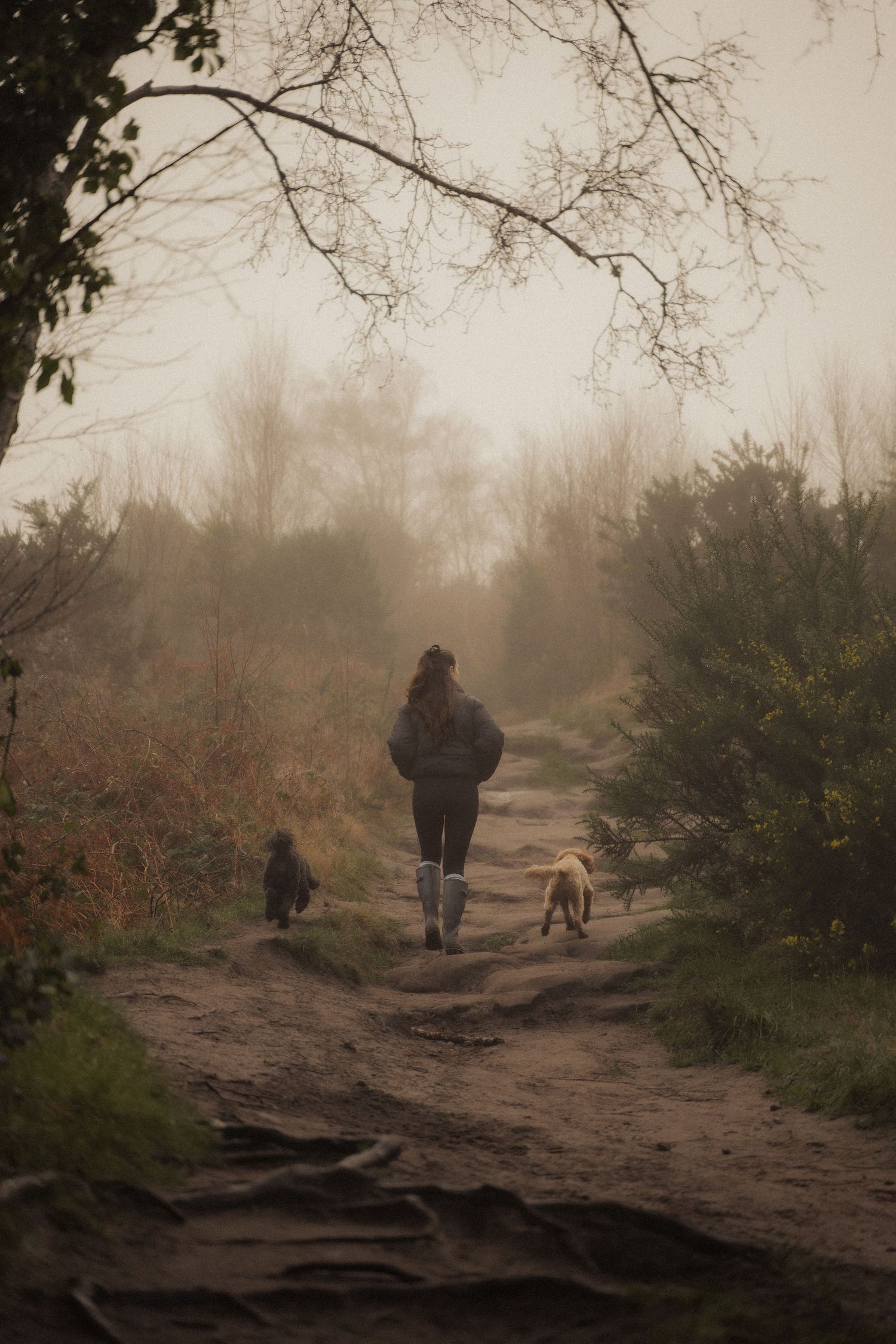 A misty morning walk on a dirt path through the woods with two dogs.
