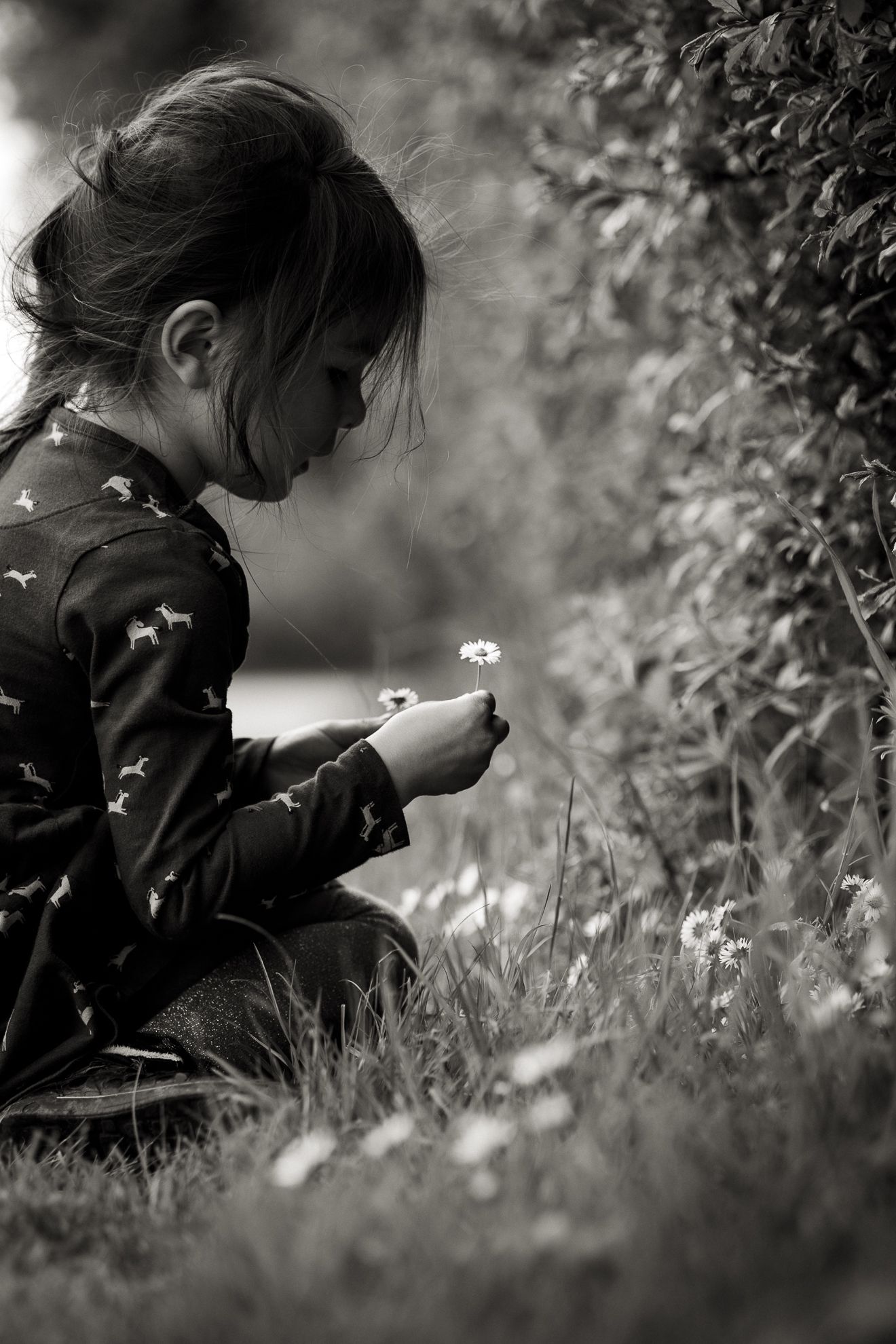 Black and white photography of little girl picking daisies in park in Barnet, Hertfordshire.