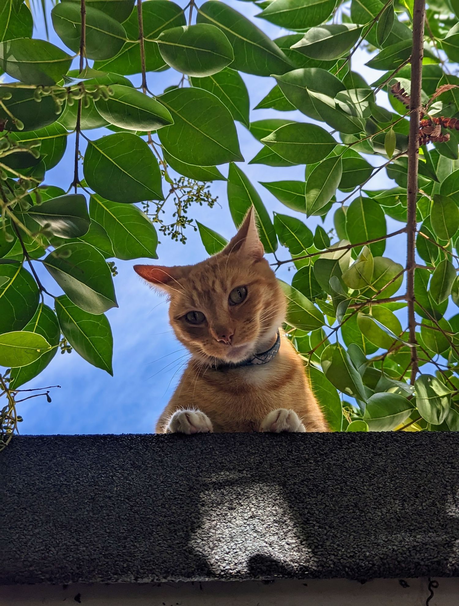 Orange cat peering down from rooftop through green leaves against blue sky.