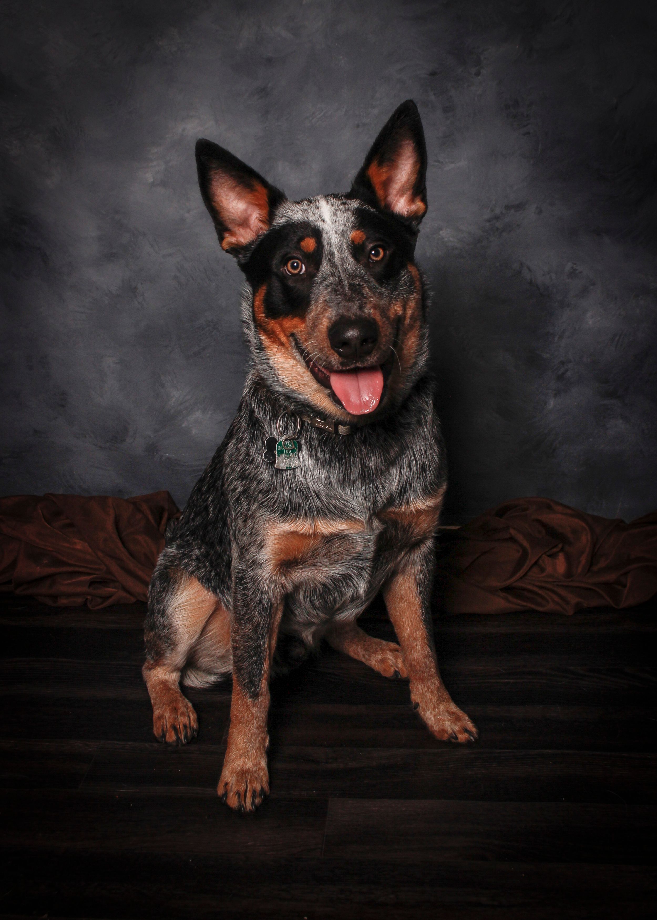 Australian Cattle Dog sitting on brown fabric against dark backdrop showing playful expression.