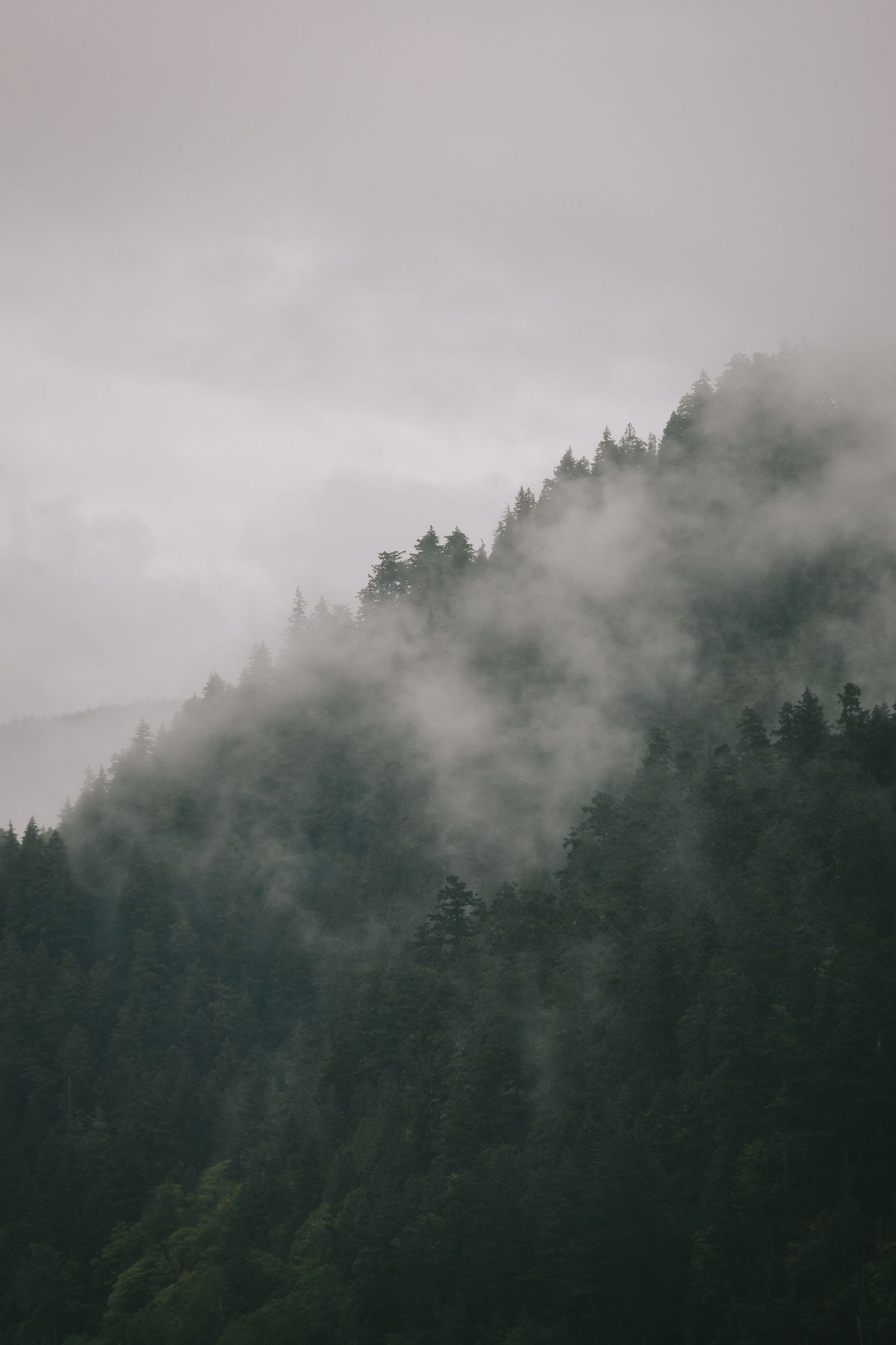 A hill of trees and fog
