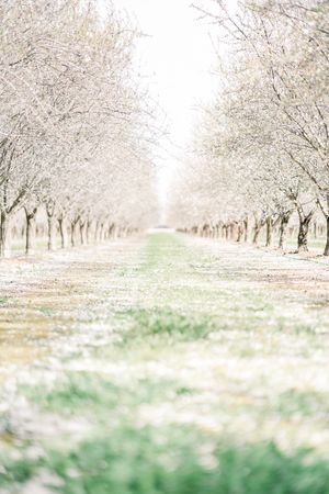 A serene orchard path lined with blooming white trees creates a dreamy tunnel effect.