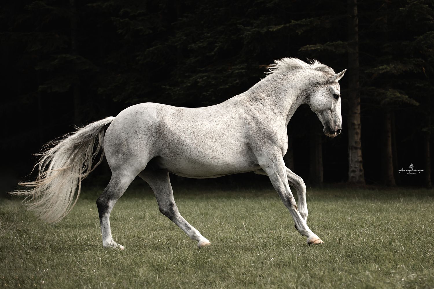 Majestic white horse galloping gracefully across a green field with forest backdrop.