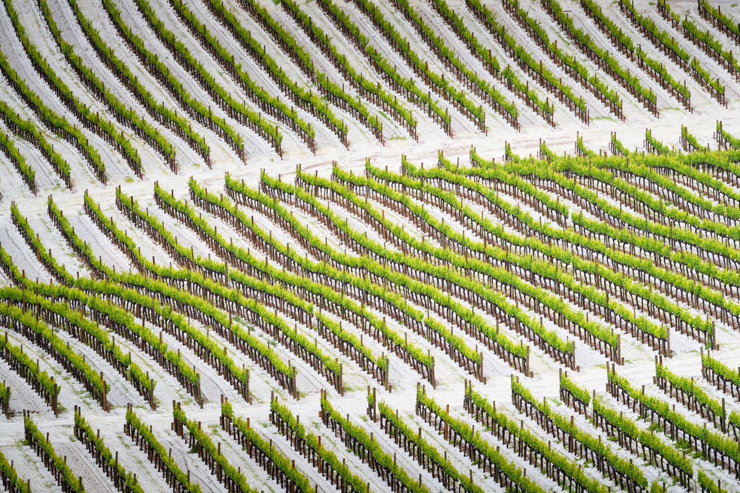 Rows of white crosses create geometric patterns across rolling green hills in a military cemetery.