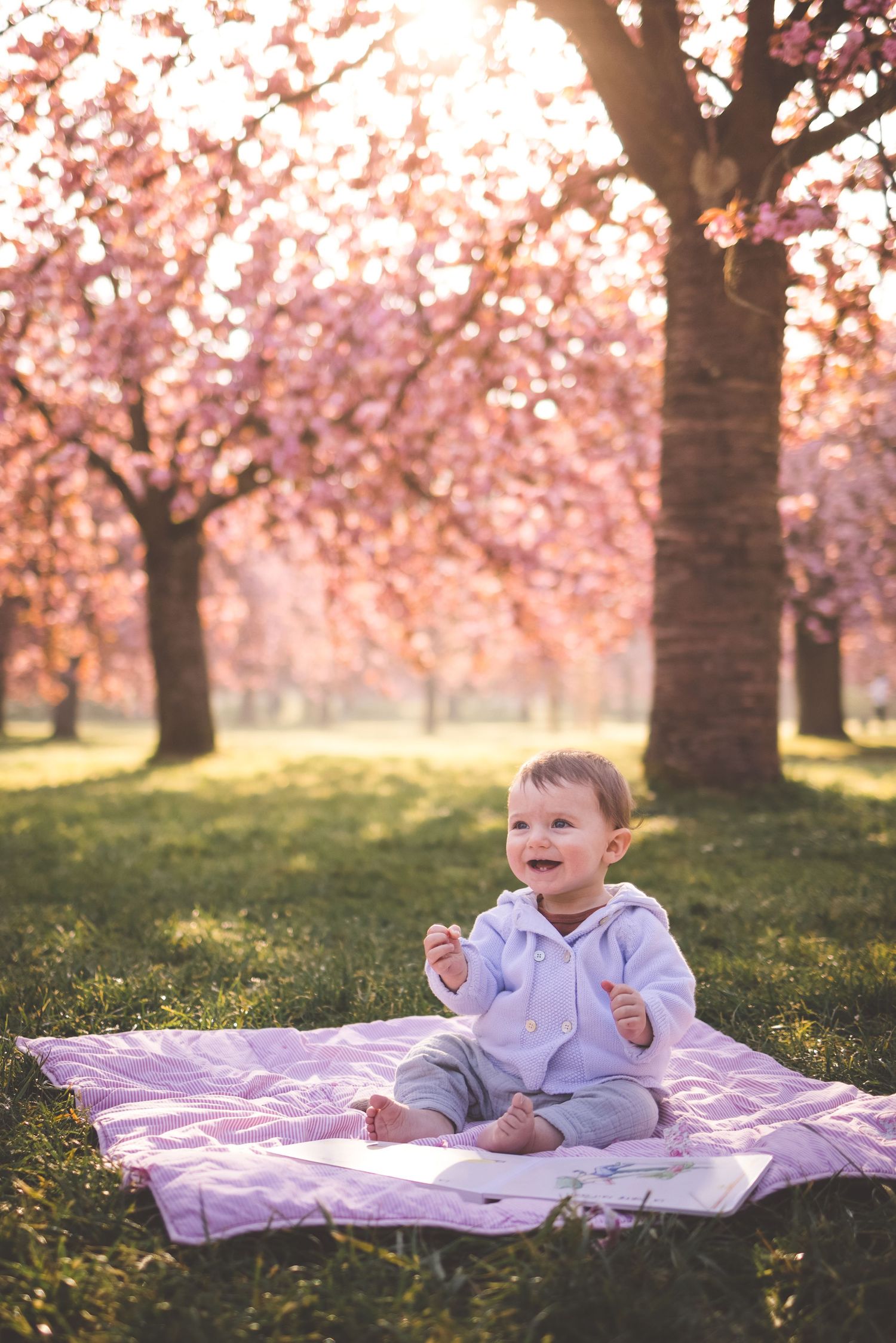 Un bébé assis par terre s'émerveille de voir les cerisiers en fleurs au parc de Sceaux, dans les Hauts de Seine