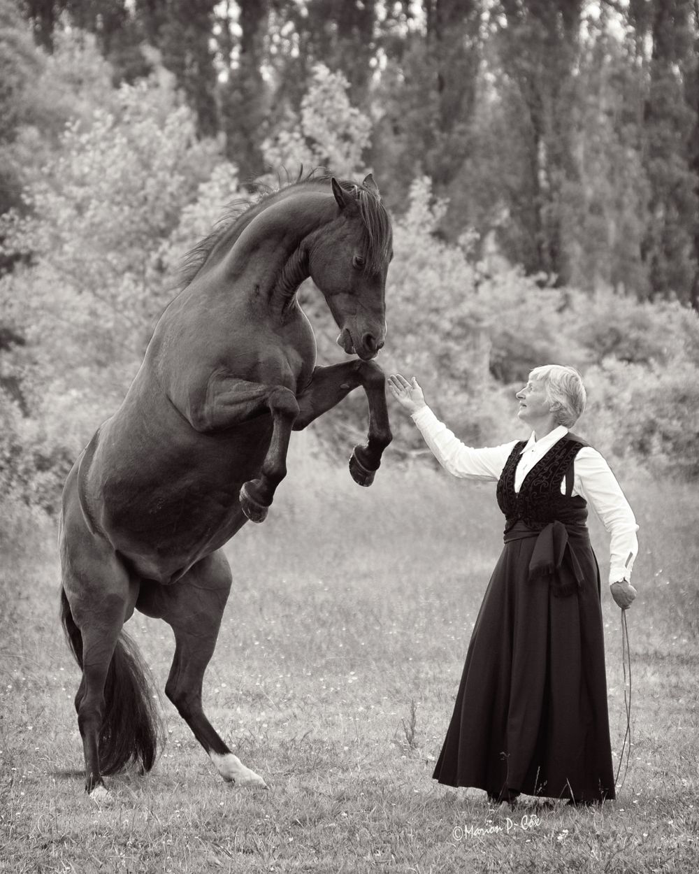 Black and white image of horse rearing dramatically in an open field.
