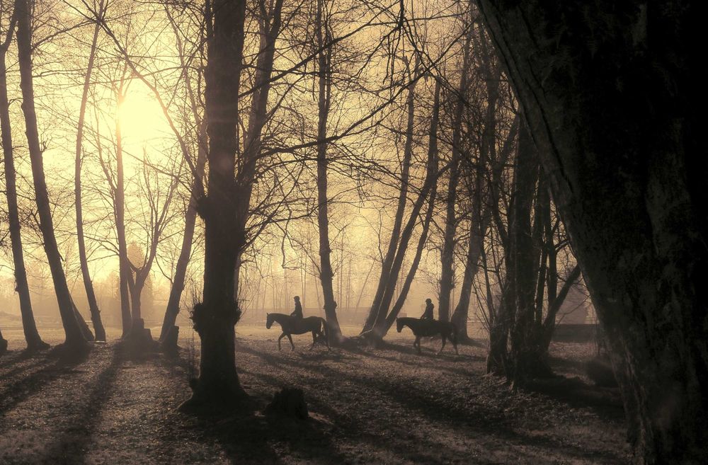 Silhouetted trees create a mystical atmosphere in a misty forest at sunset.