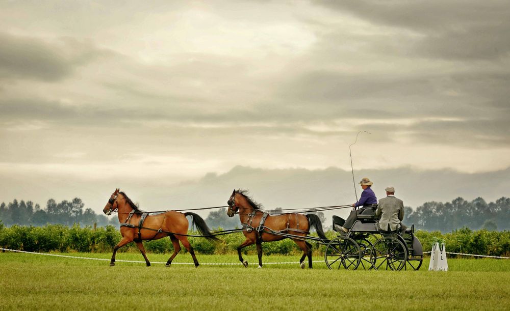 Horse-drawn carriage rides across scenic countryside during golden hour.
