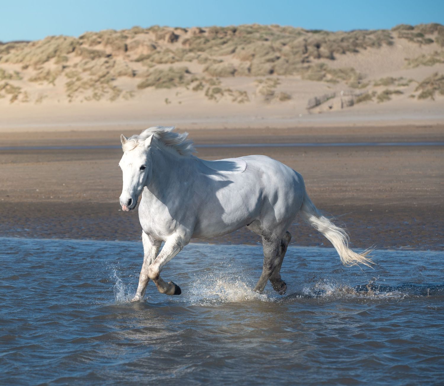 Grey pony trotting in the sea on the beach at Camber Sands.