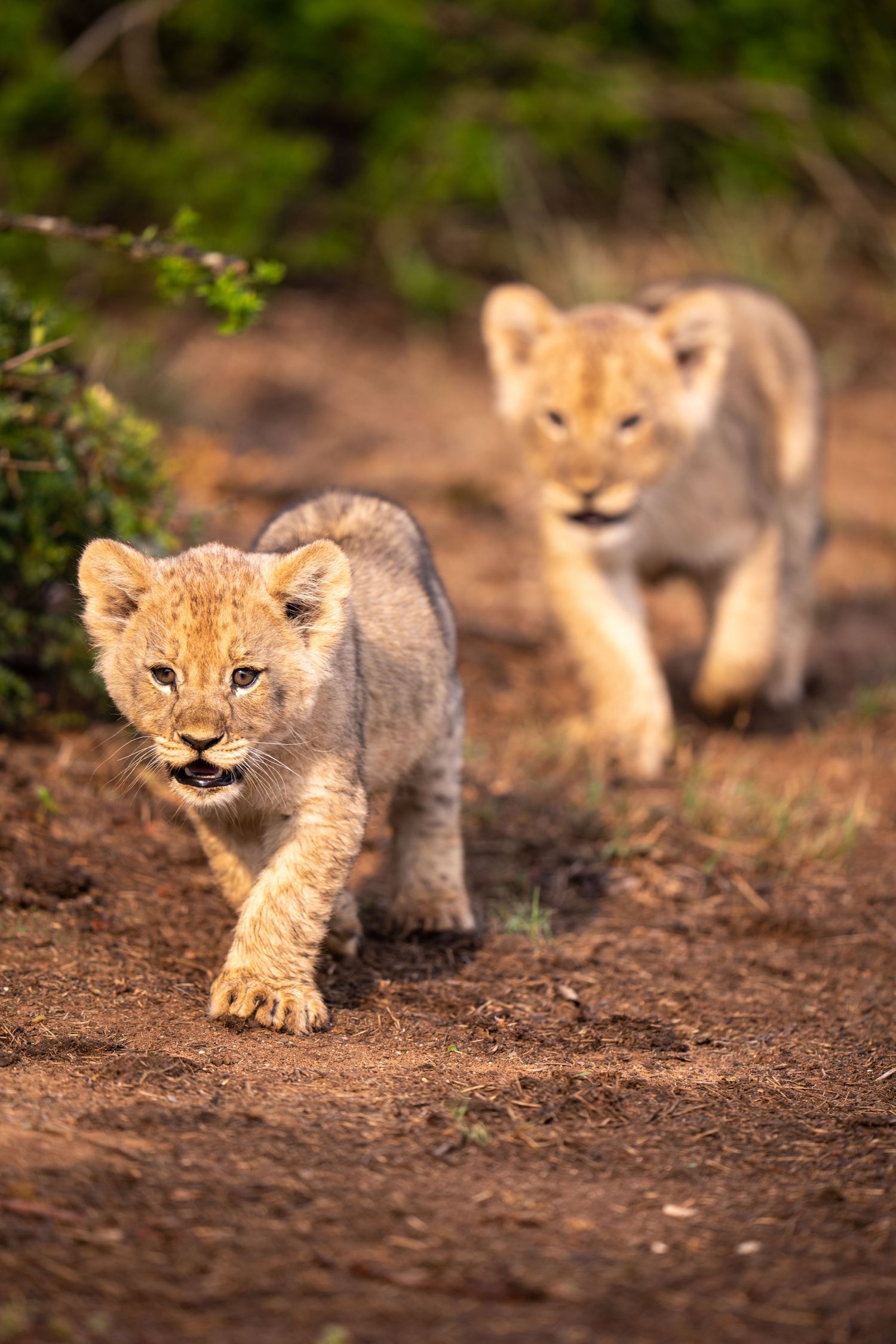 Lion cubs playing and running on dirt path in natural habitat.