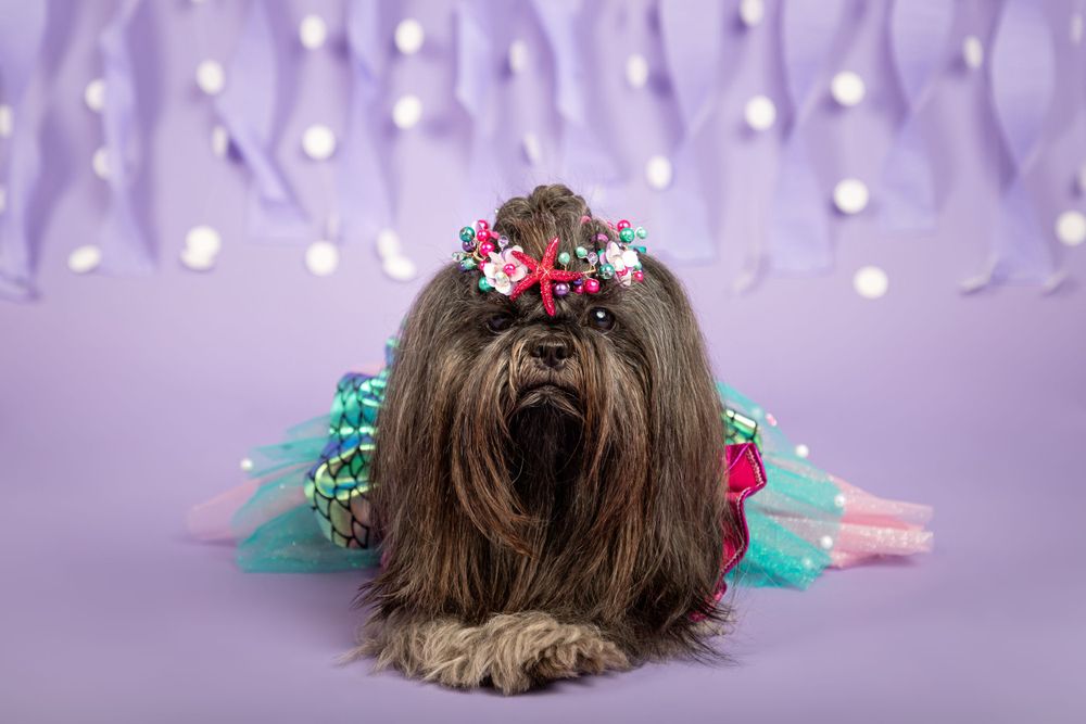 Fotografía canina