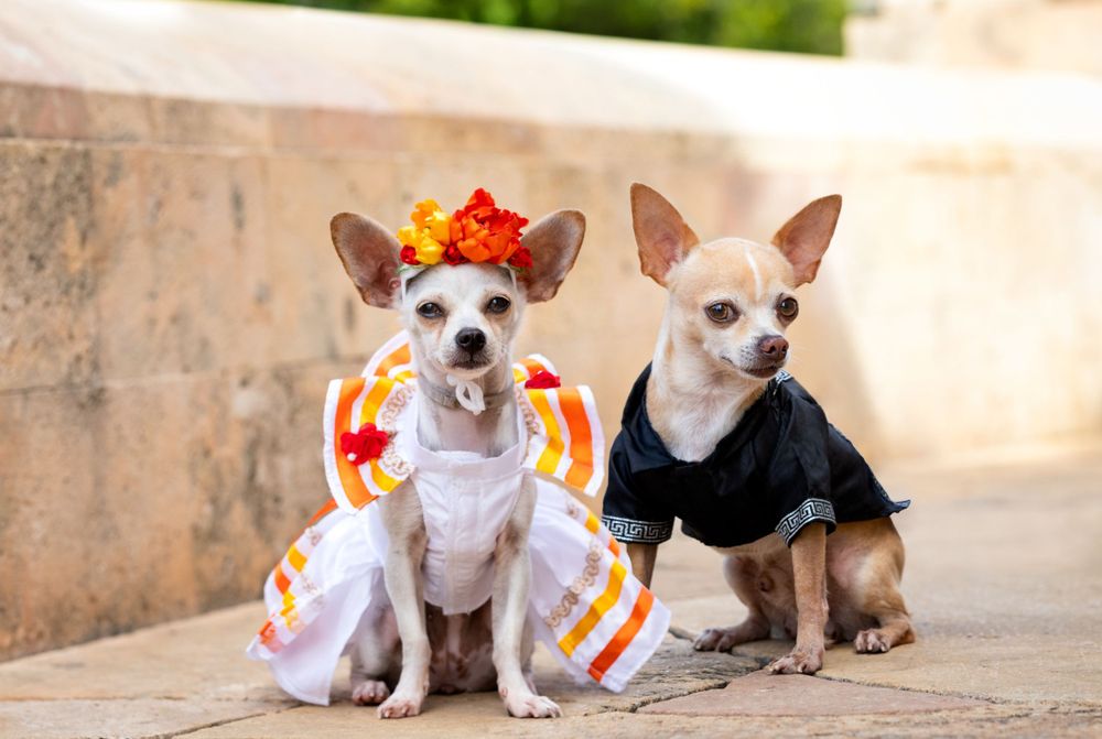 Fotografía canina profesional en exteriores