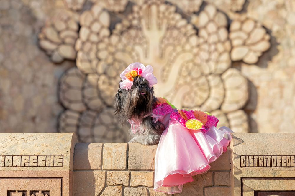 Fotografía canina profesional en exteriores