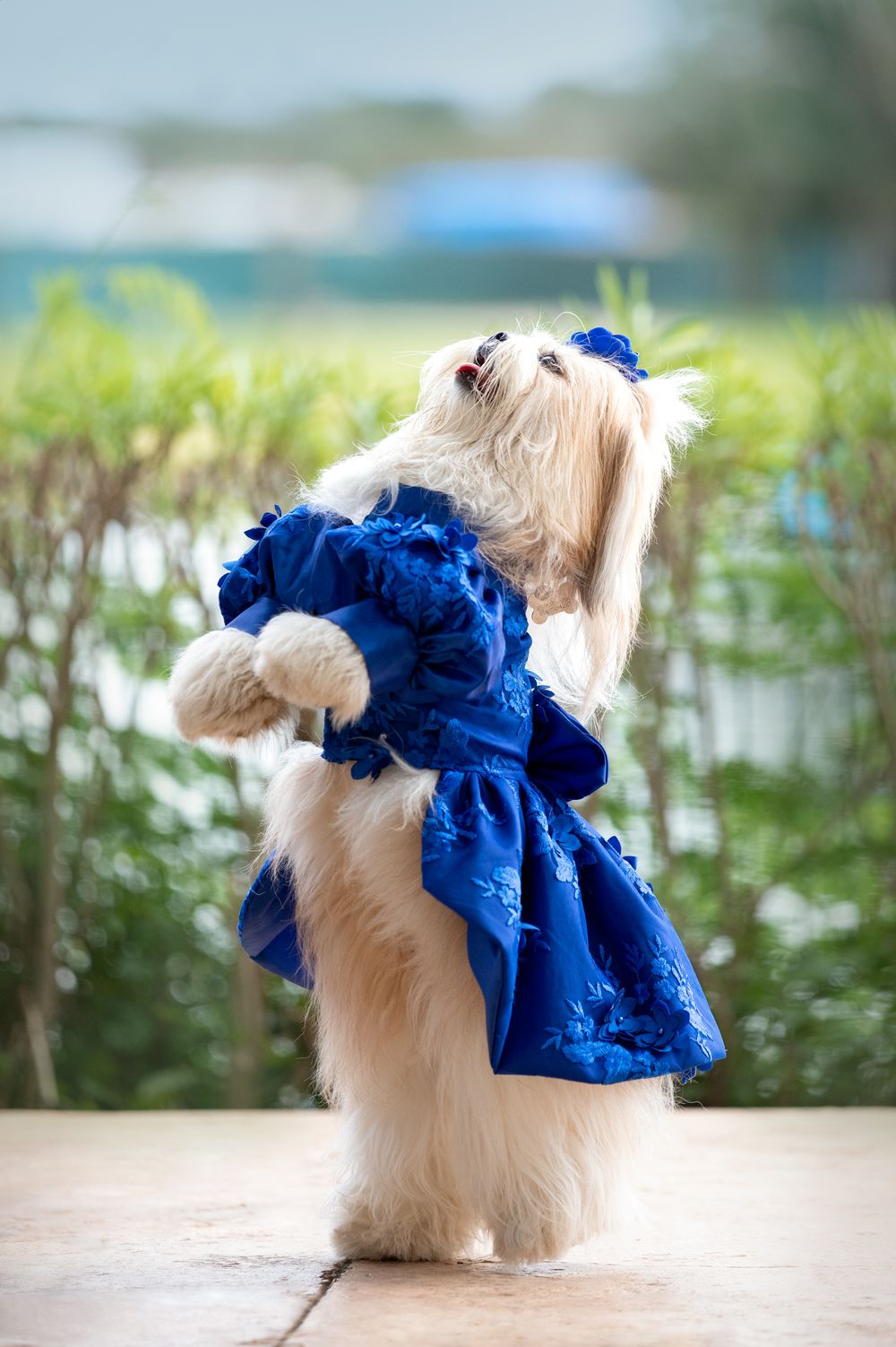 Fotografía canina