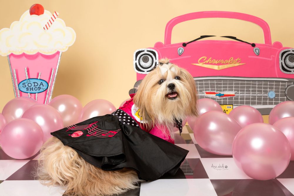 Fotografía canina profesional en exteriores