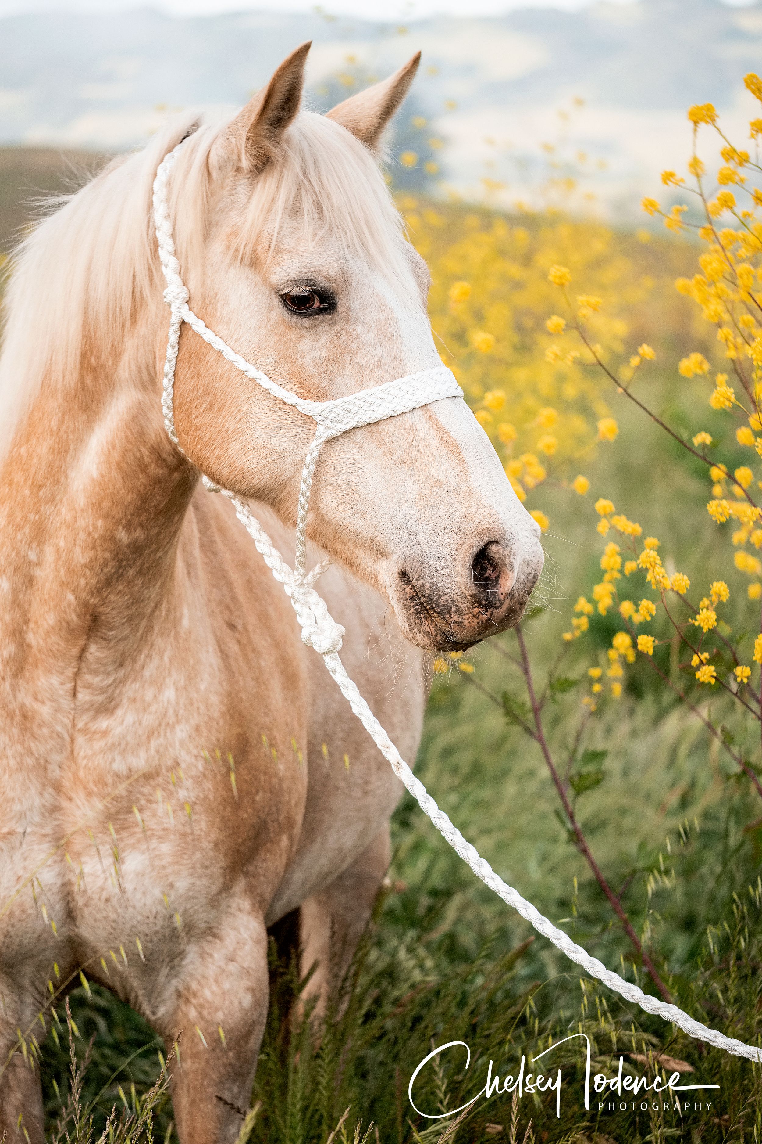 former rescue, palomino horse in mustard flowers in Petaluma