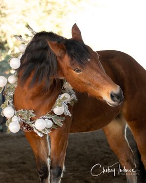 wildfire showing off his christmas wreath during holiday photos in sebastopol